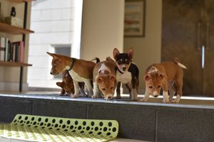 Disa x Yoshi Litter at the Stairs